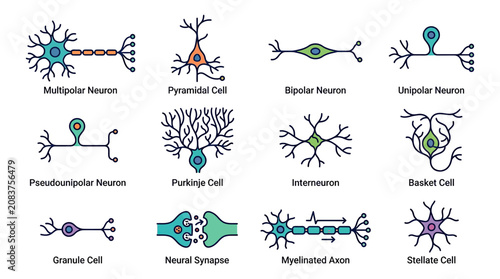 Types of Neurons and Neural Synapse Illustration