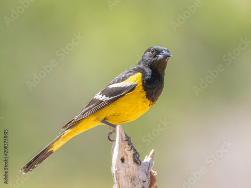 Tableau sur toile Scott's Oriole Male in Arizona