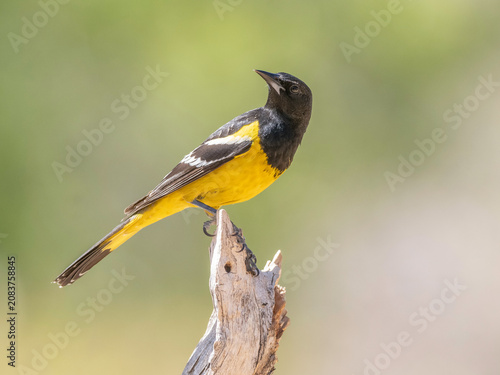Tableau sur toile Scott's Oriole Male in Arizona