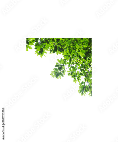 green leaves frame