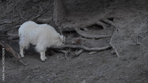 Mountain goat in the spring in the Canadian Rockies with full winter coats