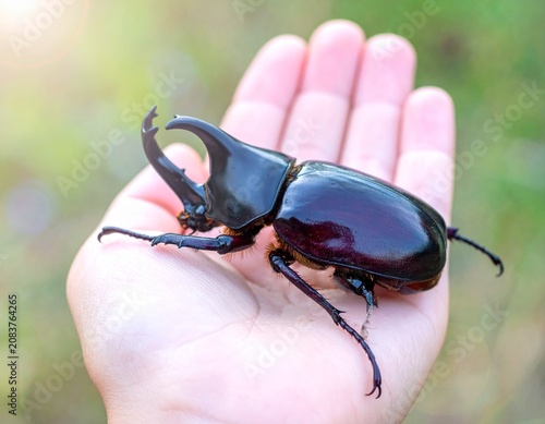夏休みの思い出：子供の小さな手のひらを覆うほど大きくて立派なカブトムシ（オス）のドラマチックなマクロ素材