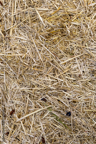 Close-up texture of dry golden straw and hay scattered on the ground, background, texture