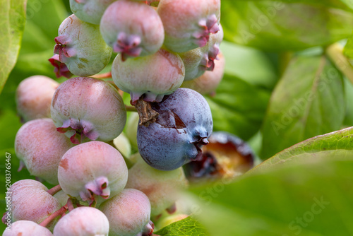 Close-up of unripe and ripe blueberries on a branch with green leaves