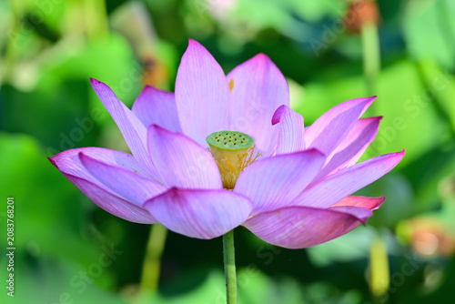 綺麗に咲いた蓮の花
