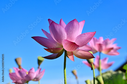 綺麗に咲いた蓮の花