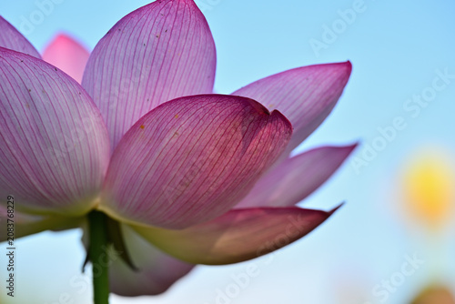 綺麗に咲いた蓮の花