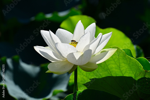 綺麗に咲いた蓮の花