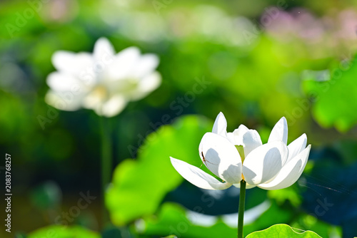綺麗に咲いた蓮の花