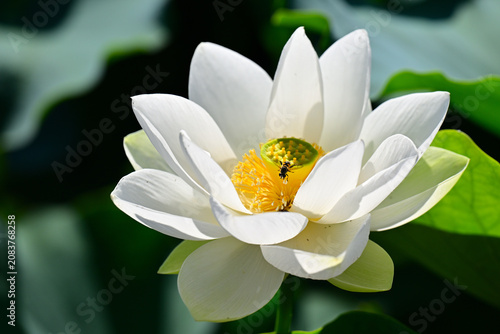 綺麗に咲いた蓮の花
