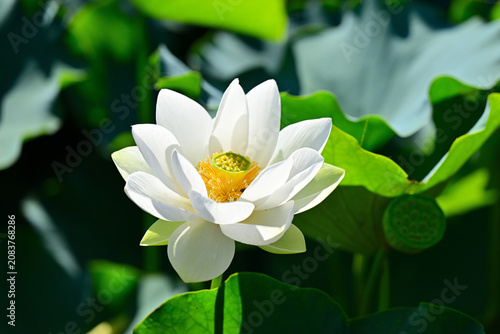 綺麗に咲いた蓮の花
