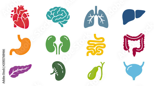 Foto Human Anatomy Icons: Heart, Brain, Lungs, Liver, Stomach, Kidneys, Intestines, P