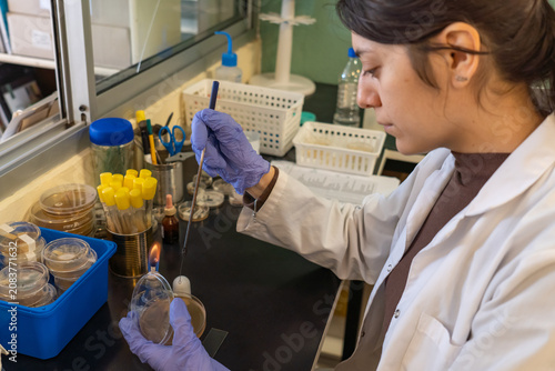 Tableau sur toile Female scientist inoculating petri dish with needle near alcohol lamp