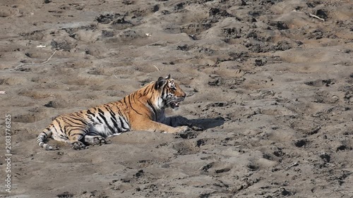 Bengal tiger is a population of the Panthera tigris tigris subspecies. It ranks among the largest of wild cats. It is distributed from India, southern Nepal, Bangladesh, Bhutan to Southwestern China.