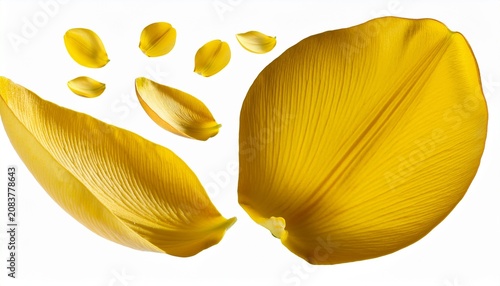 Vibrant Yellow Flower Petals Falling Isolated On Transparent Background