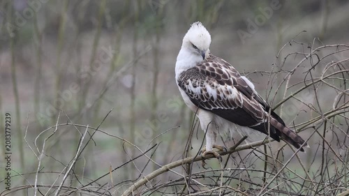 The changeable hawk-eagle (Nisaetus cirrhatus cirrhatus ) or crested hawk-eagle is a large bird of prey species of the family Accipitridae. This photo was taken in North India.