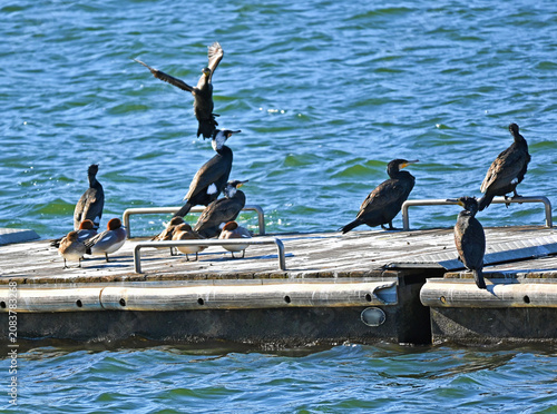 桟橋に集まるカワウとカモの群れ