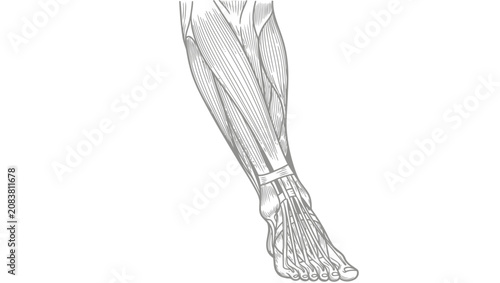 Cuadro en lienzo Anatomical Drawing of Human Lower Leg and Foot Muscles