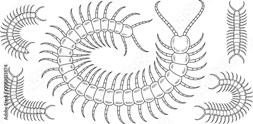 Konstfotografi Centipede, centipedes, insect icons, vector illustrations, bug graphics