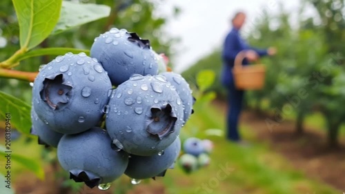Fresh ripe blueberries covered with morning dew on the bush, with a farmer harvesting in the background at a productive orchard
