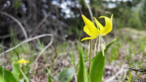 Glacier lily in the spring in the Canadian Rockies