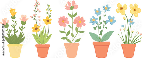 Potted tulips and spring hyacinths blooming in flowerpots isolated on white background, floral garden arrangement with pink and purple blossoms, nature growth and gardening concept