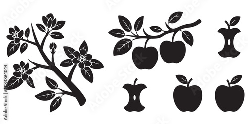 Apple blossom branch and fruit growth cycle vector silhouettes featuring flowering tree stems and eaten core art.
