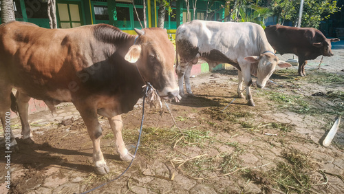 Fotografie Three tethered domestic cows standing in a dusty rural farmyard outdoors