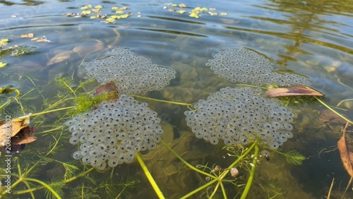 Natural frog spawn clusters floating in a shallow pond with submerged green aquatic vegetation and decaying leaves during the early spring season showing the cycle of amphibian life in freshwater