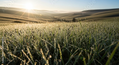 Sunlight illuminates dewdrops on grass field at sunrise