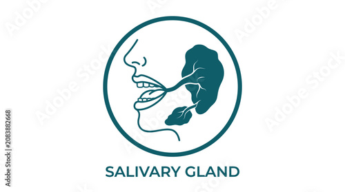 Fotografía Salivary gland anatomical diagram showing mouth area.