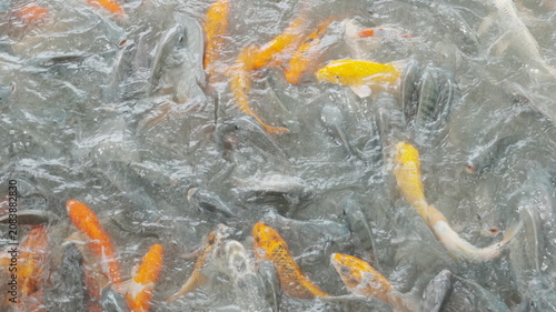 Obraz na plátne Top Close Up Dense School Vibrant Multi Tone Koi Carp Generate Tiny Ripples On C