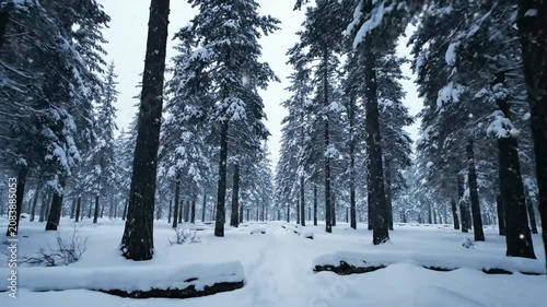 Winter forest with snow covered evergreen trees.