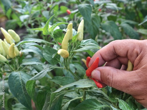 Close-up of a human hand harvesting ripe, bright red bird's eye chili peppers (cabai rawit) from a lush green chili plant in a backyard garden or farm