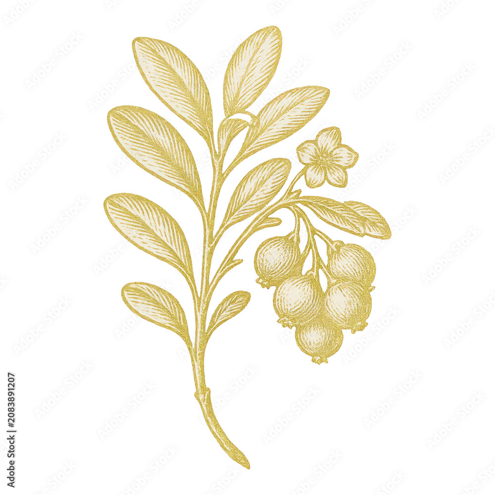 Fototapeta premium PNG Vintage botanical illustration with berries.