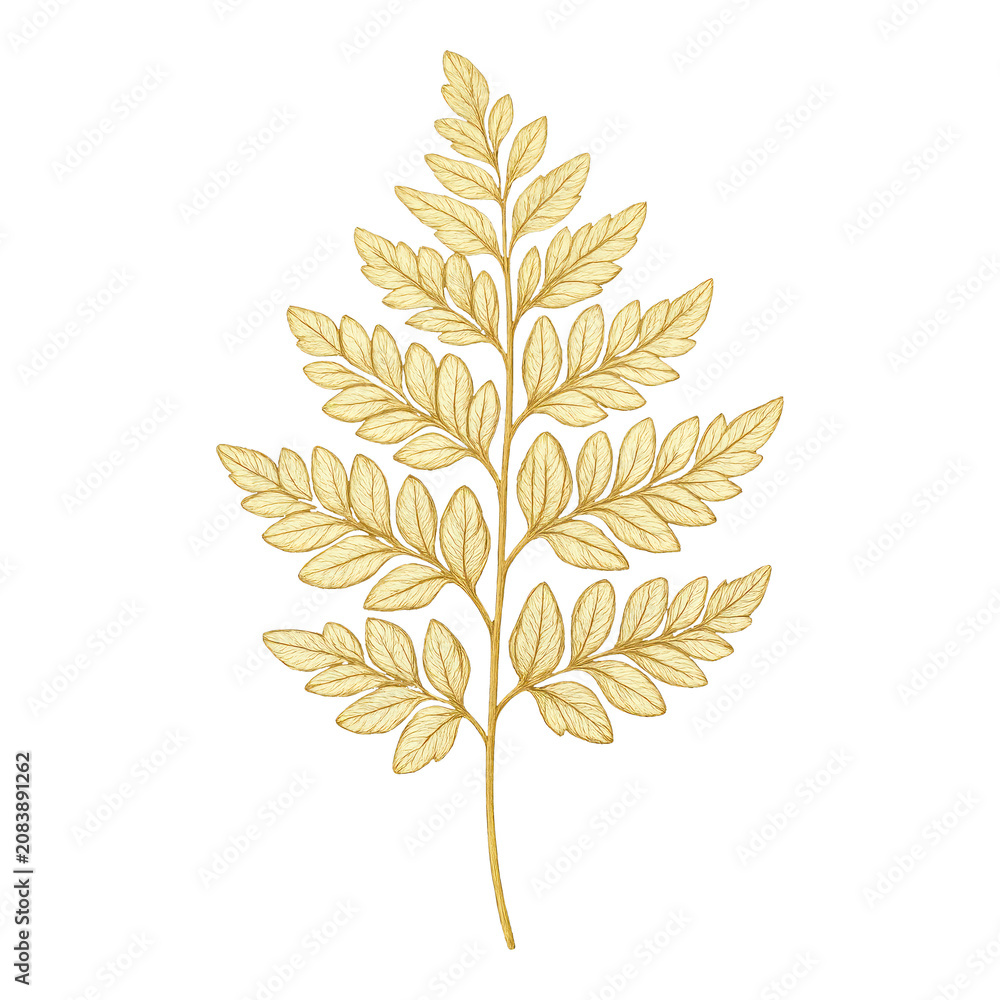 Fototapeta premium PNG Elegant golden leaf illustration