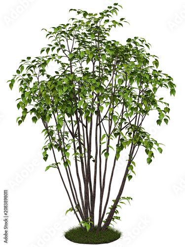 Broadleaf Multi-Stem Shrub Isolated PNG, Upright Screening Shrub, Transparent Background