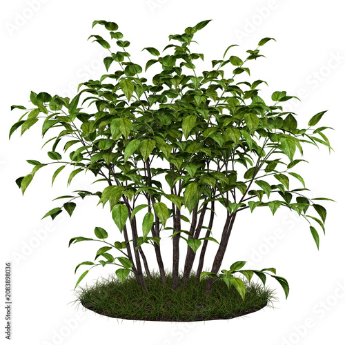 Broadleaf Multi-Stem Shrub Isolated PNG, Rounded Clumping Shrub, Transparent Background