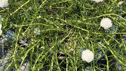 Green plants with delicate white flowers thrive under bright natural sunlight