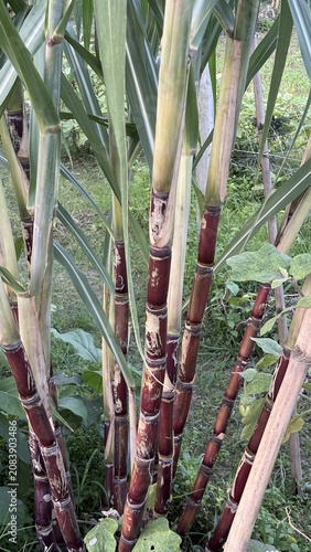 Numerous sugarcane plants thrive together in a sunny agricultural field