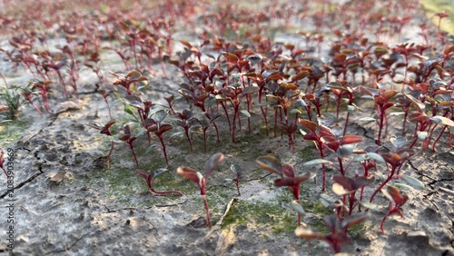 Small reddish green plants sprouting from dry cracked ground soil