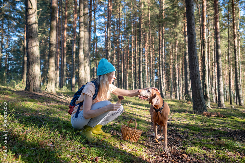 Fototapeta premium Cheerful woman forager hiking in pine woods collecting edible Boletus mushrooms with Vizsla dog, smiling female forager pet owner spending summer day outdoors in wild woodlands with beloved pet.