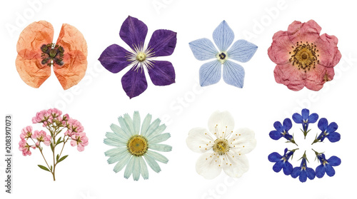 Colorful Collection of Pressed Flowers Arrangement.