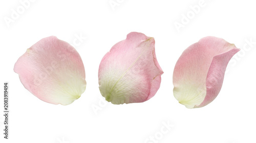 Delicate Pink Rose Petals Isolated on Plain Background.