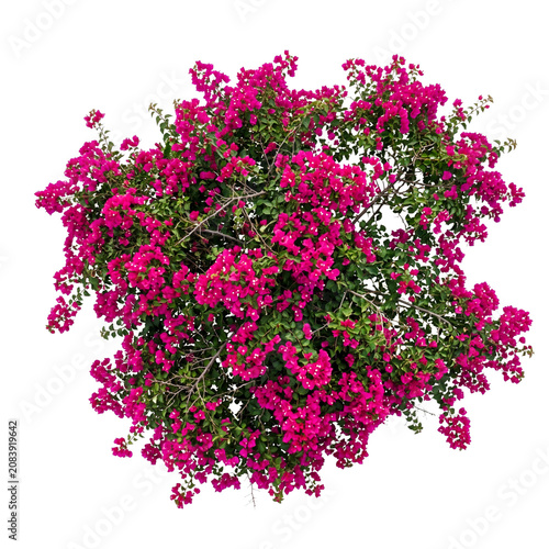 Top View of a Vibrant Blooming Bougainvillea Bush with Vivid Pink Flowers Isolated on White Background for Architectural Landscaping Designs
