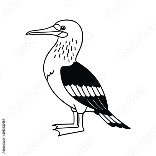 Foto Blue-footed booby standing in profile on white background with minimalist monoch