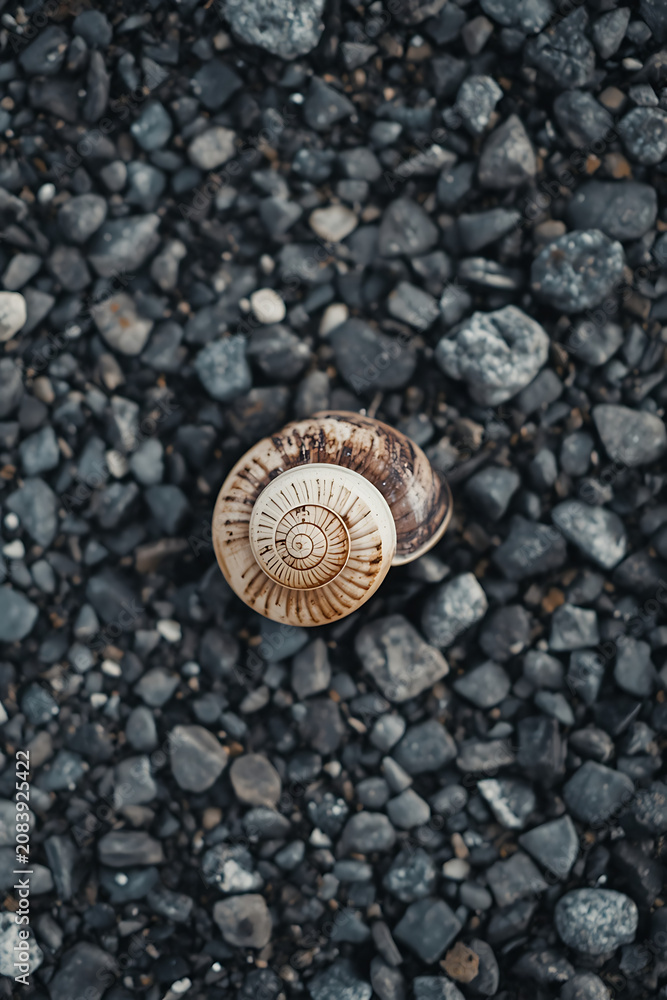 Fototapeta premium snail on the stone