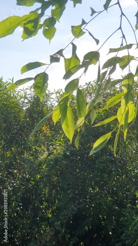 various types of green leaves in Indonesian nature