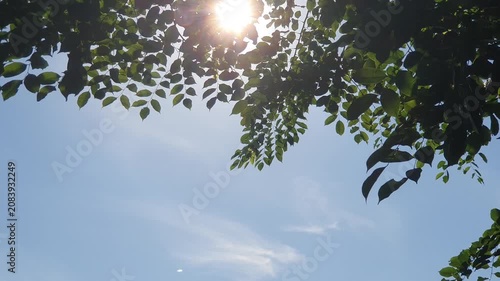 various types of green leaves in Indonesian nature