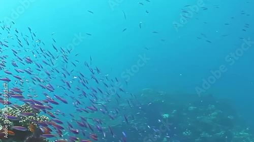 Experience the colorful underwater world of Fiji Islands, filled with lively fish swimming gracefully around vibrant coral reefs. Dive into this marine paradise and enjoy the beauty of ocean life.